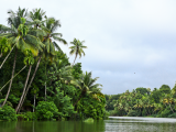 Palmové háje, Kérala, Indie (Indie, Shutterstock)