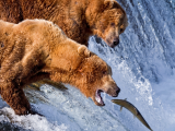 Medvědi grizzly (USA, Shutterstock)