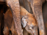 sloni (Thajsko, Shutterstock)