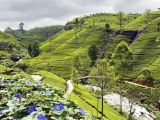čajové plantáže 3 (Srí Lanka, Shutterstock)