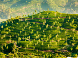 čajové plantáže 4 (Srí Lanka, Shutterstock)