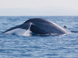 Velryba u Trincomalee (Srí Lanka, Shutterstock)