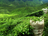 čajové plantáže 5 (Srí Lanka, Shutterstock)