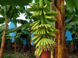 Plantáž banánovníků (Guatemala, Shutterstock)