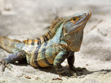 Leguán černý (Honduras, Shutterstock)