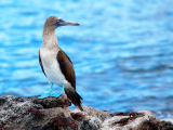 Blue foot booby (Ekvádor, Shutterstock)