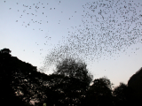 netopýři vylétající z jeskyně (Kambodža, Michal Čepek)
