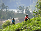 tamilské sběračky čaje (Srí Lanka, Ing. Katka Maruškinová)