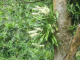 Divoké orchideje (Komory,  Omar)