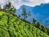 čajové plantáže Munnar (Indie, Shutterstock)