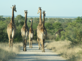 Kruger NP (Jihoafrická republika, Marcela Dvořáková)