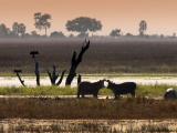 Okavango Delta, severní Botswana (Botswana,  Dreamstime)