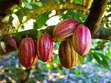 Plody kakaovníku (Belize, Dreamstime)