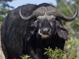 Buvol (Syncerus caffer) region Xakanaxa, Okavango Delta (Botswana,  Dreamstime)