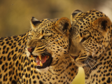 Levhartí matka s 6-8 měsíčním potomkem (Botswana,  Dreamstime)