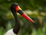 p sedlatý (Ephippiorhynchus senegalensis) (Botswana,  Dreamstime)