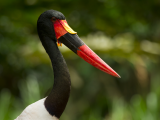 p sedlatý (Ephippiorhynchus senegalensis) (Botswana, Dreamstime)