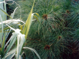 Papyrus (Rwanda,  Marta Mašková)