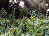 Prales (Rwanda,  Marta Mašková)