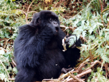 Svačina (Rwanda,  Marta Mašková)