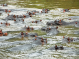 řeka Ishasha, NP Queen Elizabeth (Uganda, Dreamstime)