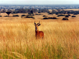 Impala v pláních, Queen Elizabeth (Uganda, Marta Mašková)