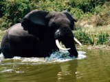 Rozpustilý slon, kanál Kazinga (Uganda, Marta Mašková)