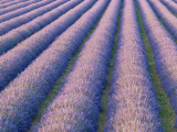 Luberon, Provance (Francie,  Dreamstime)