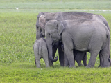 sloni indičtí (Indie, Dreamstime)