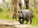 nosorožec jednorohý (Indie, Dreamstime)