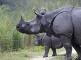 nosorožec indický (Indie, Dreamstime)