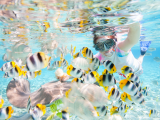 šnorchlování mezi rybkami (Maledivy, Dreamstime)