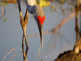 Jeřáb kanadský, jezero Okeechobee (USA,  Dreamstime)