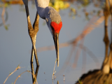 Jeřáb kanadský, jezero Okeechobee (USA, Dreamstime)