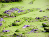 Krokodýlí farma, NP Everglades (USA,  Dreamstime)