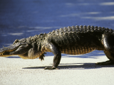 Shark Valley, NP Everglades (USA,  Dreamstime)