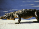 Shark Valley, NP Everglades (USA, Dreamstime)