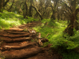 pěšina pralesem v národním parku Garajonay, La Gomera, Kanárské ostrovy (Španělsko, Dreamstime)