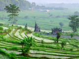 Rýžová políčka, Bali (Indonésie, Dreamstime)