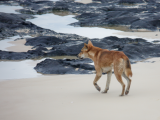 dingo na pláži, Fraser Island (Austrálie, Dreamstime)