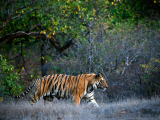 Indie, Tadoba, tigr (Indie,  Dreamstime)