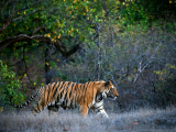 Indie, Tadoba, tigr (Indie, Dreamstime)