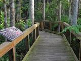 chodníky v rezervaci Big Cypress, Florida (USA, Dreamstime)