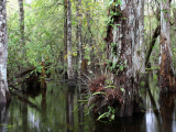 rezervace Big Cypress, Florida (USA, Dreamstime)