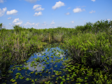 NP Everglades, Florida (USA, Dreamstime)