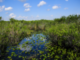 NP Everglades, Florida (USA,  Dreamstime)