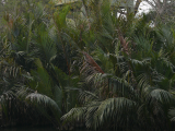 Sunderbans_ pozorovací věž (Indie,  Jaromír Červenka)