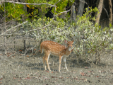 Sunderbans_spotted deer (Indie,  Jaromír Červenka)