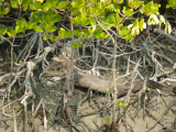 Sunderbans_varan (Indie, Jaromír Červenka)