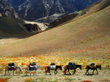 Karavana oslíků v  Himalájích, Ladakh, India (Indie, Dreamstime)